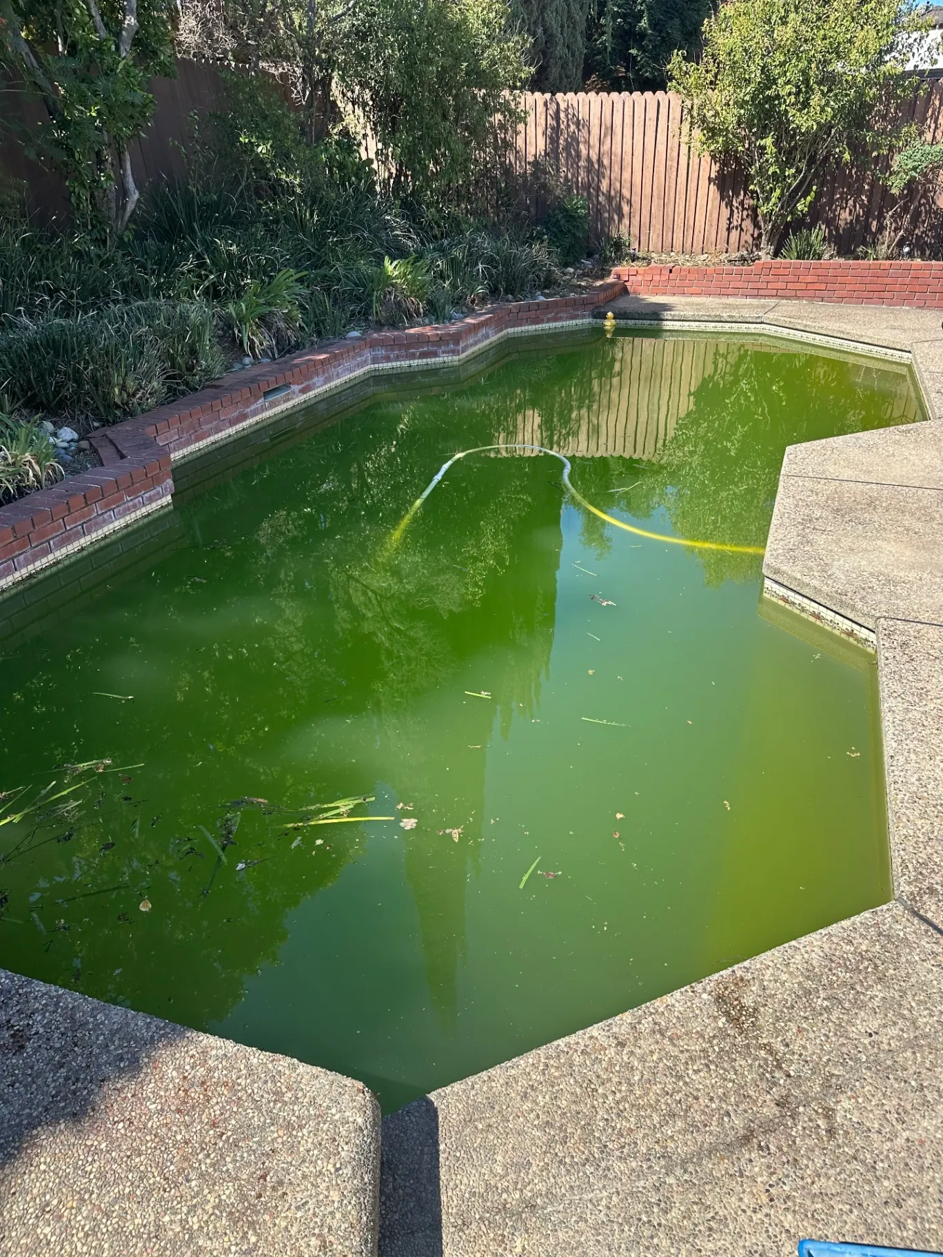 Before pool service